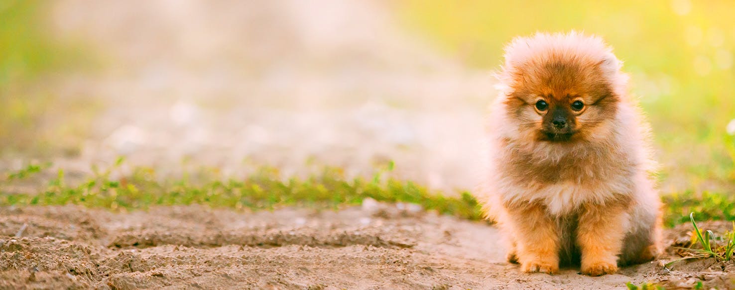 Honey, I Shrunk the Kids Dog Names Popular Male and Female Names Wag!